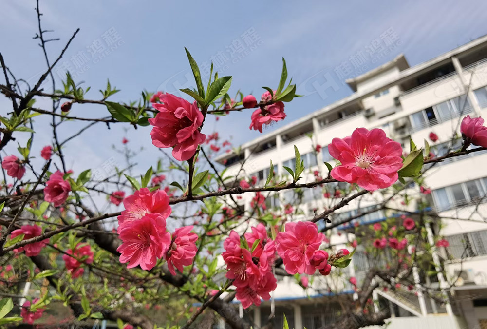 桂林鴻程花團(tuán)錦簇，滿園春色，邀您一起共賞春景，共商大計(jì)！